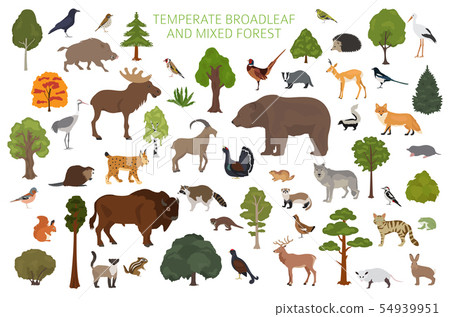Temperate broadleaf forest and mixed forest biome. Temperate broadleaf forest and mixed forest biome. 54939951