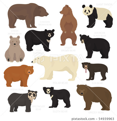 All world bear species in one set. Bears All world bear species in one set. Bears 54939963