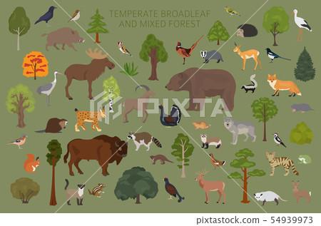 Temperate broadleaf forest and mixed forest biome. 54939973