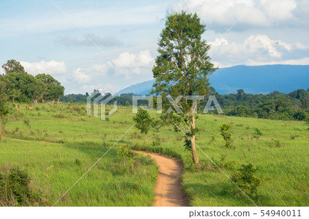 Dirt, Forest, Land, Meadow, Summer Dirt, Forest, Land, Meadow, Summer 54940011
