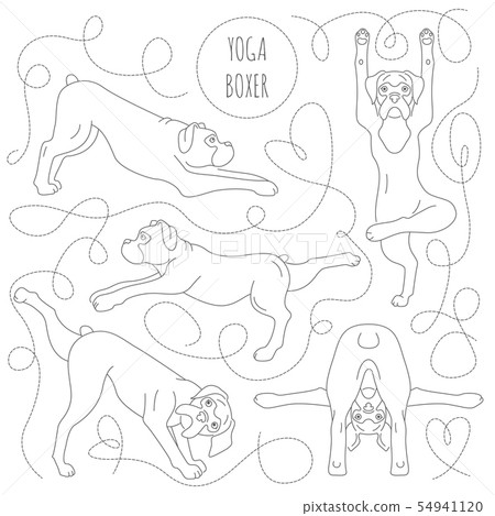 Yoga dogs poses and exercises. Boxer dog clipart 54941120