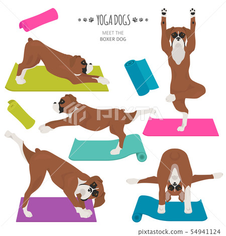 Yoga dogs poses and exercises. Boxer dog clipart 54941124