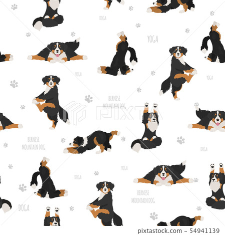 Yoga dogs poses and exercises. Bernese mountain Yoga dogs poses and exercises. Bernese mountain 54941139