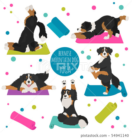 Yoga dogs poses and exercises. Bernese mountain Yoga dogs poses and exercises. Bernese mountain 54941140