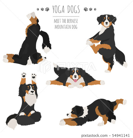 Yoga dogs poses and exercises. Bernese mountain 54941141