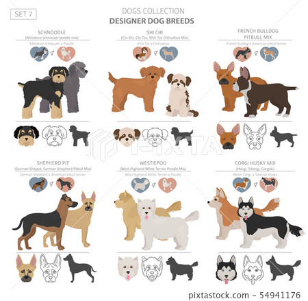 Designer dogs, crossbreed, hybrid mix pooches 54941176
