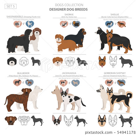 Designer dogs, crossbreed, hybrid mix pooches 54941178