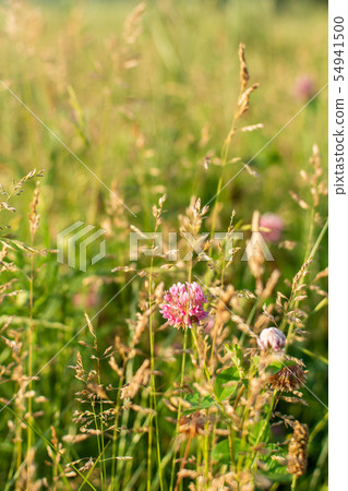 Wildflowers closeup on a meadow in a village 54941500