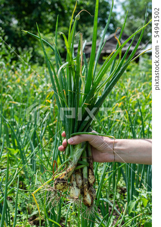 Man holds fresh onion in his hand 54941502