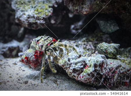 Hermit crab in the shell at the bottom of the sea Hermit crab in the shell at the bottom of the sea 54941614