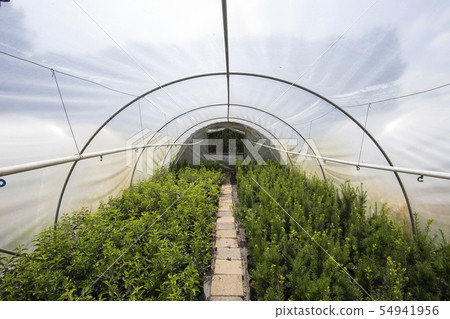 plants growing in greenhouse on a sunny day. Sustainable agriculture concept. 54941956