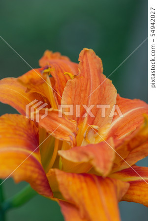 Yellow peach flower 54942027