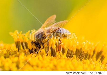 Honey bee collecting pollen nectar in sunflower - Stock Photo [54942078] -  PIXTA