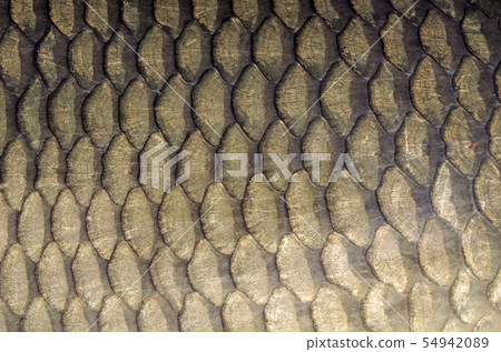 commun carp scales background. 54942089