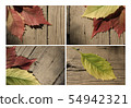 Autumn leaf collection for your design Autumn leaf collection for your design 54942321