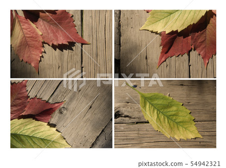 Autumn leaf collection for your design Autumn leaf collection for your design 54942321