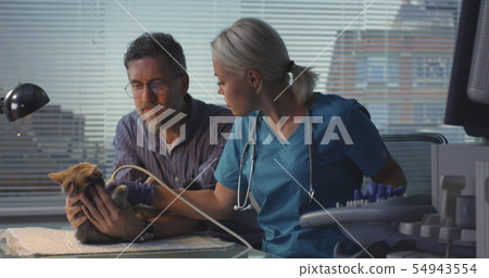 Veterinarian performing ultrasound scan Veterinarian performing ultrasound scan 54943554