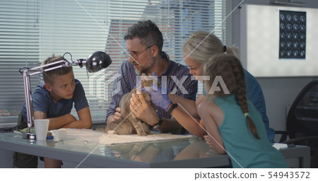 Veterinarian performing ultrasound scan Veterinarian performing ultrasound scan 54943572