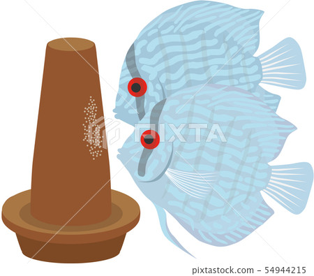 Turquoise discus spawning Turquoise discus spawning 54944215