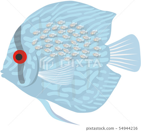 Discus milk fry turquoise 54944216