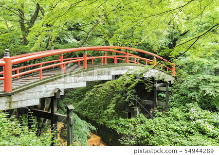 新鮮的綠河鹿橋樑1 新鮮的綠河鹿橋樑1 54944289