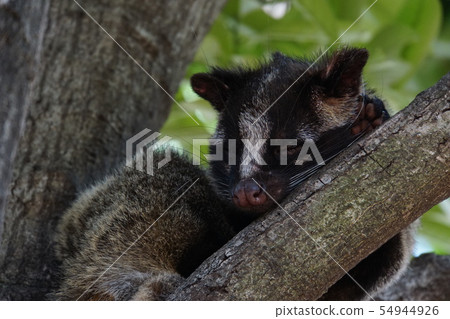 Hakubishin 10 54944926