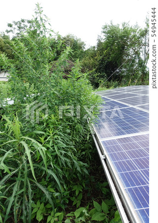 太陽能發電廠被雜草包圍 54945444