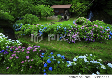 Mr. hydrangea and Kitakami-shi Iwate prefecture Mr. Taki 54945543