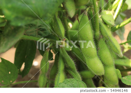 毛豆栽培 毛豆栽培 54946146