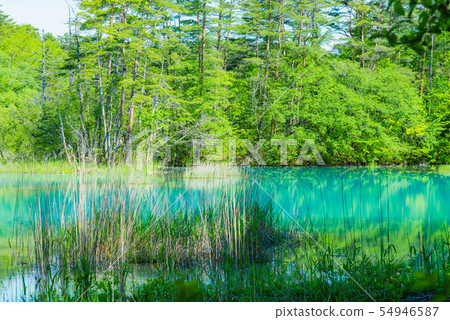 Bentennuma，鈷藍色，翠綠色，天藍色，五色沼澤，後柵欄，福島，神秘沼澤，藍色沼澤，晴朗的天空 54946587