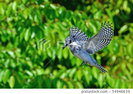 Yamasemi在新鮮的嫩葉上盤旋 54946639