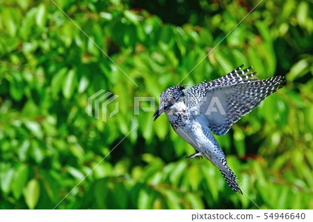 Yamasemi to hover on the fresh young leaves Yamasemi to hover on the fresh young leaves 54946640