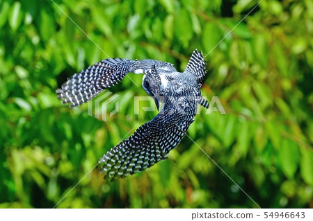 Yamasemi aiming at the lock-on prey 54946643