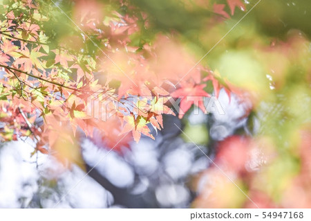 Autumn leaves Autumn leaves 54947168