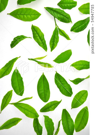 Tea leaves lined up Tea leaves lined up 54947785