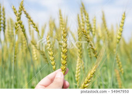 小麥麥田檢查（五月） 54947950