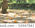 Plum fruits that fell 54947981