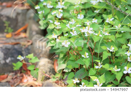 北達見花 54947997