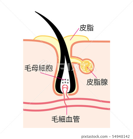 毛孔皮脂腺皮脂腺橫截面 54948142