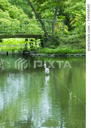 Hanki Shrine in early summer Hanki Shrine in early summer 54949040