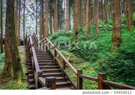 Tropical rainforest with wooden stair 54950012