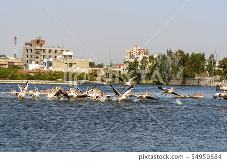Migratory Pelican birds on Lake Anasagar in Ajmer. 54950884