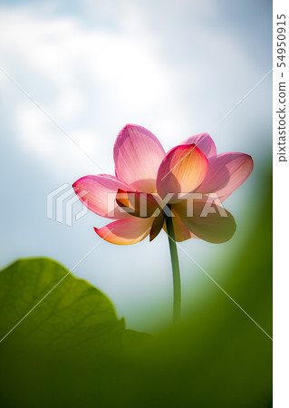 花 花 54950915