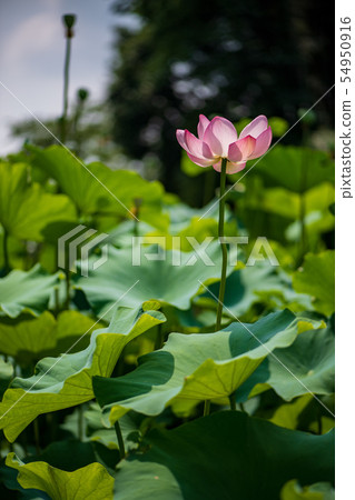 花 花 54950916