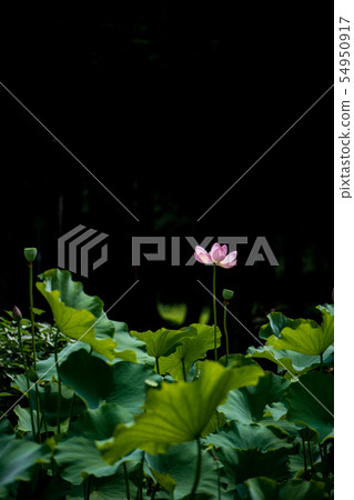 花 花 54950917