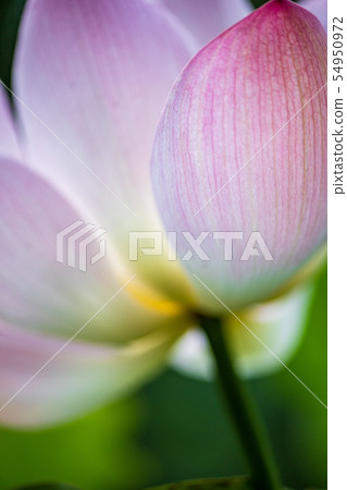 Flowers Flowers 54950972