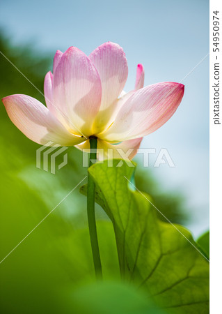 花 花 54950974