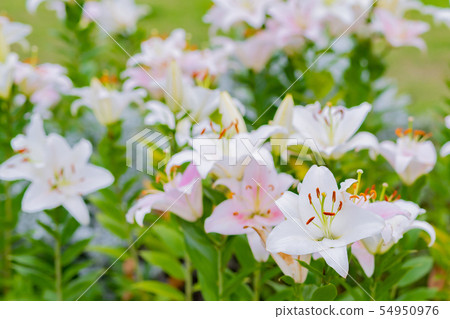Cluster of white lilies 54950976