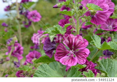 共同的骨髓 54951124