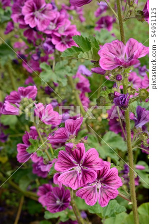 Common marrow 54951125